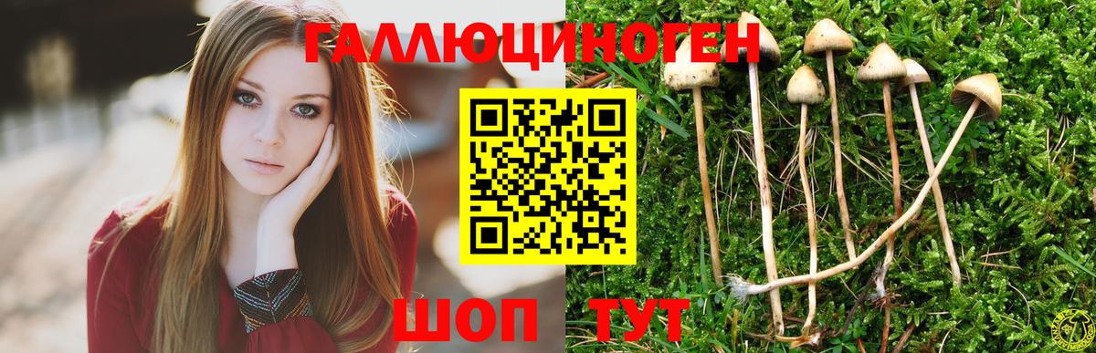 Нерюнгри  Псилоцибиновые грибы Cubensis  Вход с VPN 